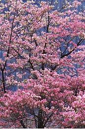 《漫威复仇者联盟》成首个同时支持DLSS和FSR的游戏